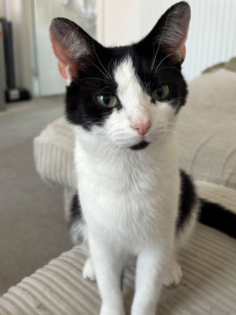 Kittens for sale  ONLY BLasCK FEMALE LEFT 