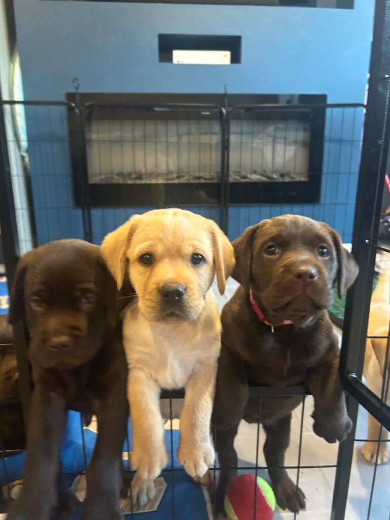 Stunning golden, chocolate and black Labrador puppies ready to leave at 8 weeks on the 17th Aug