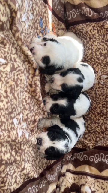 Cocker spaniel puppies 