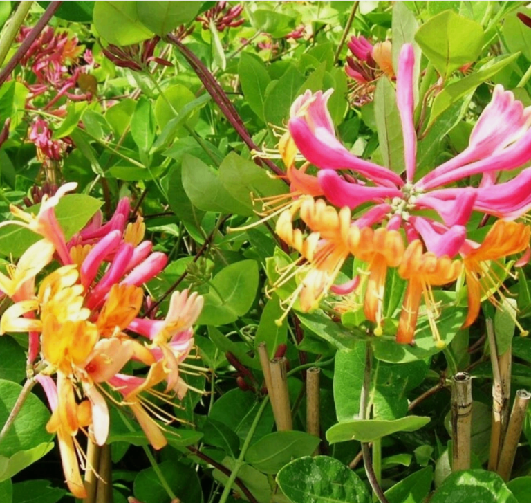LONICERA HONEYSUCKLE GOLDFLAME CLIMBING PLANT PINK YELLOW FLOWERS Fragrant 40cm