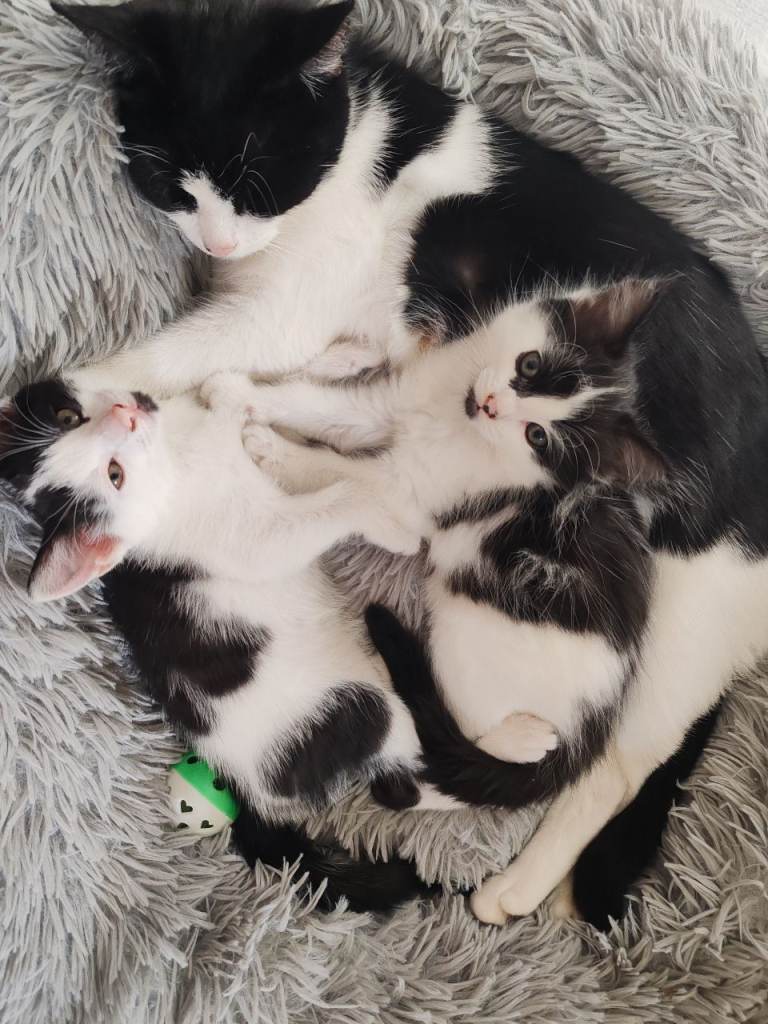 kittens 