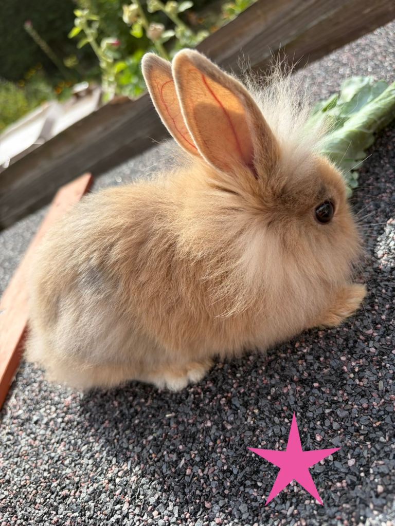 Mixed breed beautiful bunnies for sale