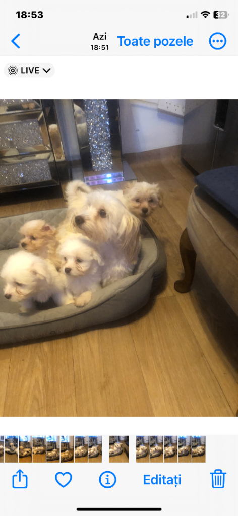 Male Havanese puppy looking for a new home ❤️💕🥰