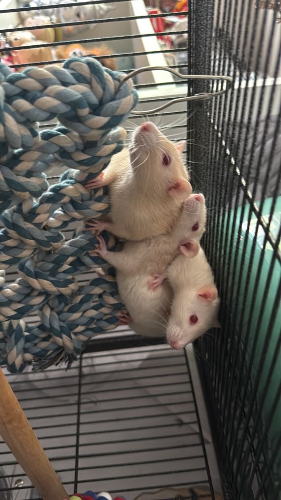 Female rats needing a home asap 