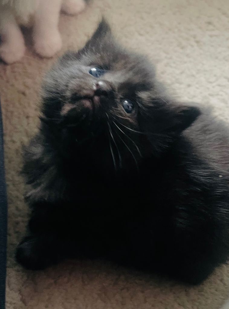3 mixed Maine coon/Tabby kittens for sale 