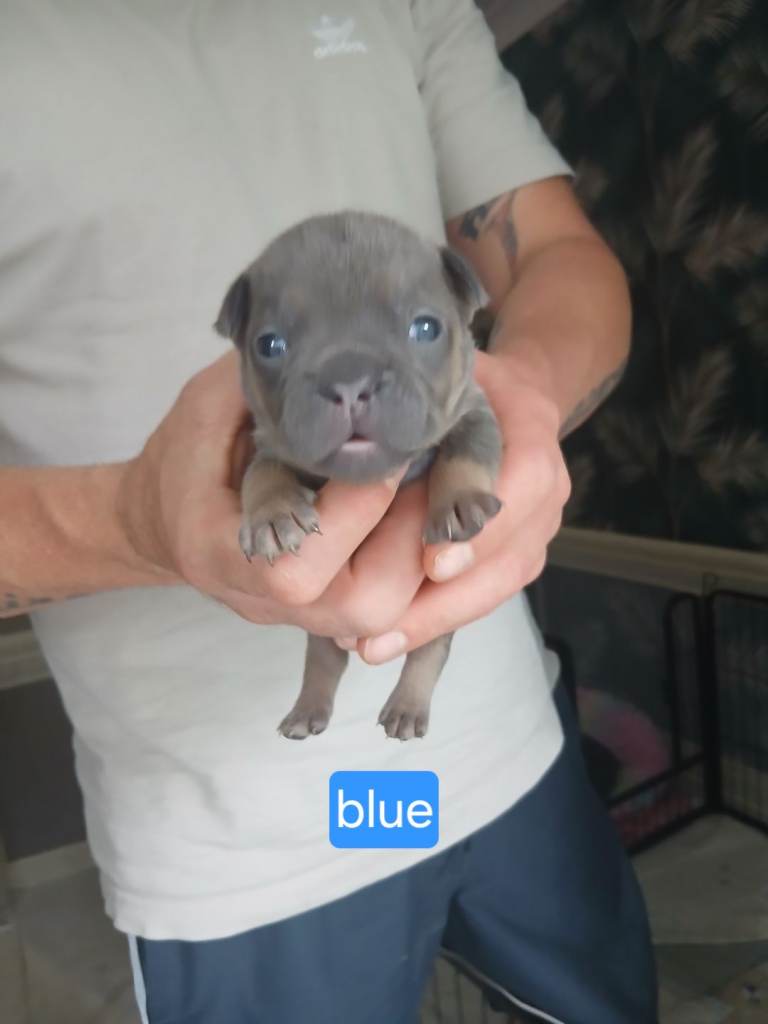 French bulldog male pup 