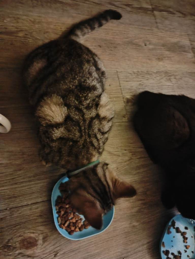 7 mth  old tabby kitten 