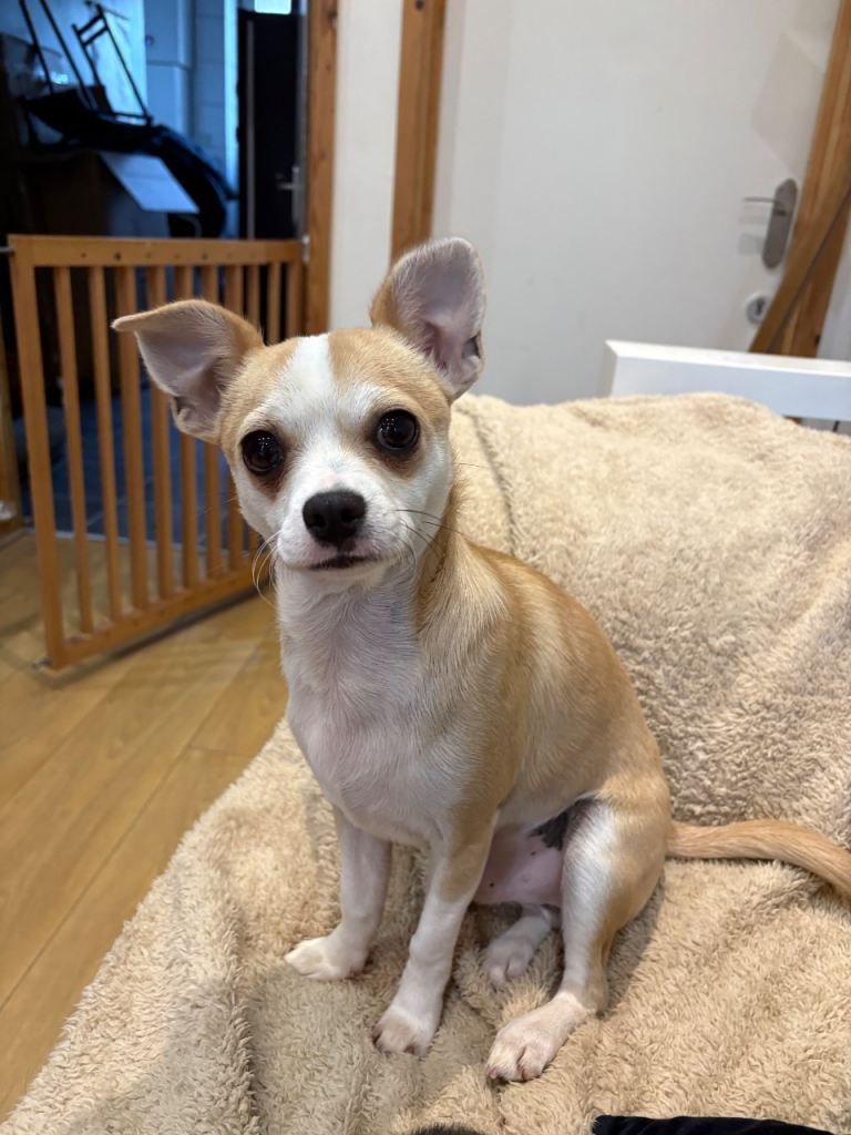 Chihuahua 