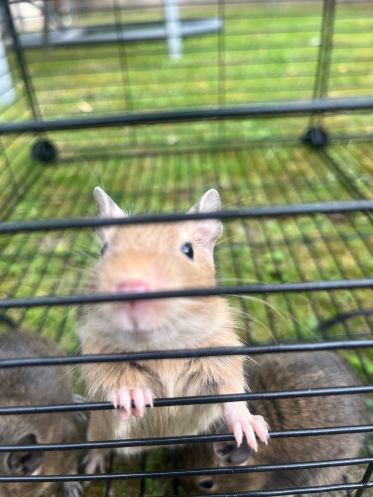Baby Degus