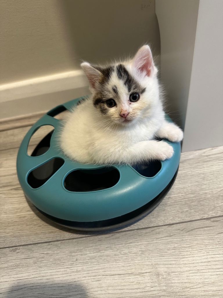 White and black Kitten 