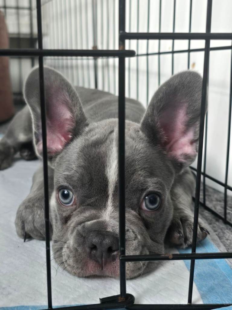 Puppy