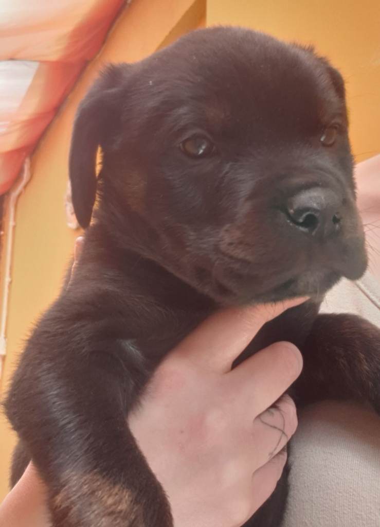 Looking for her forever home 