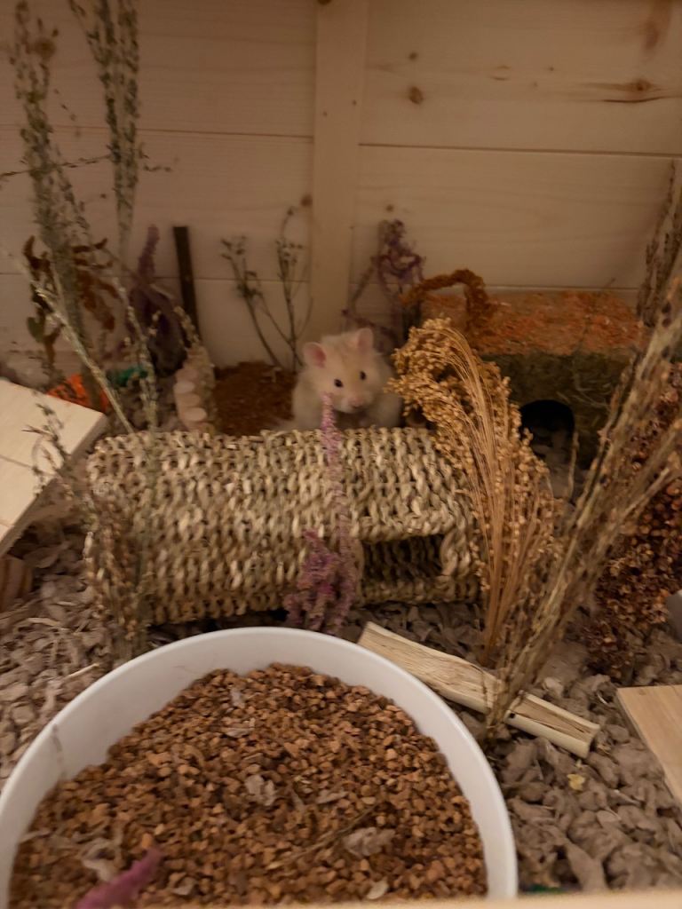 hamster 