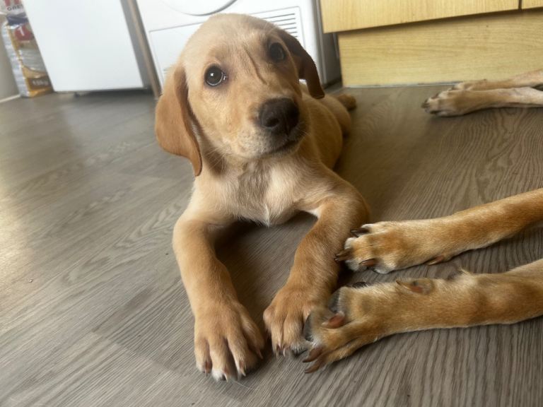 3 male Labrador pups ready to leave 