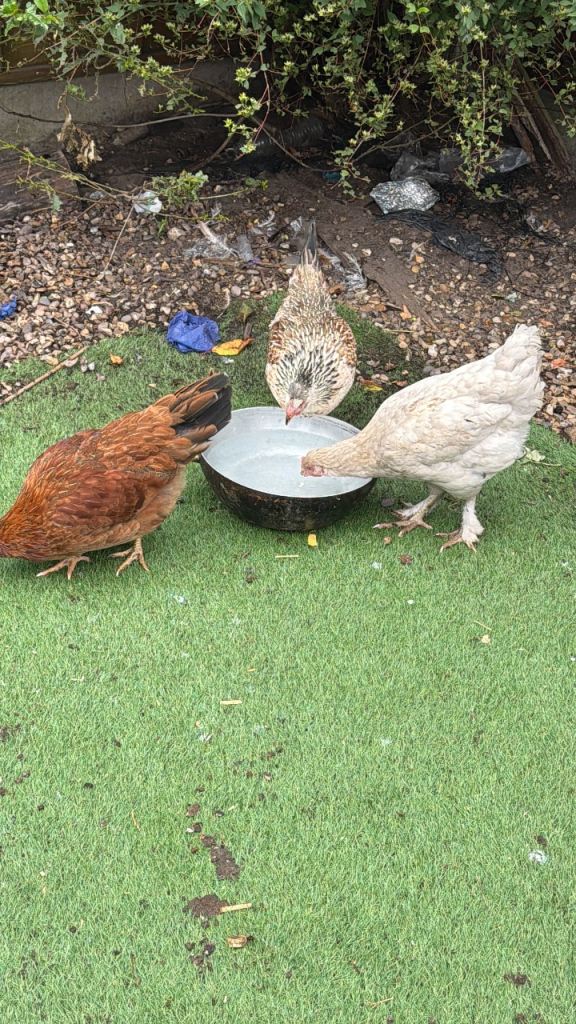 Laying hens