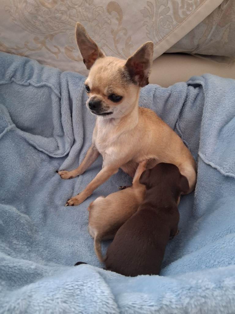 Chihuahua Apple Head Puppies forsale 