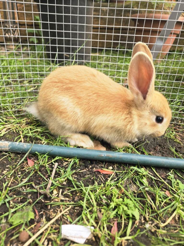 Newzealand Rabbit Price reduced