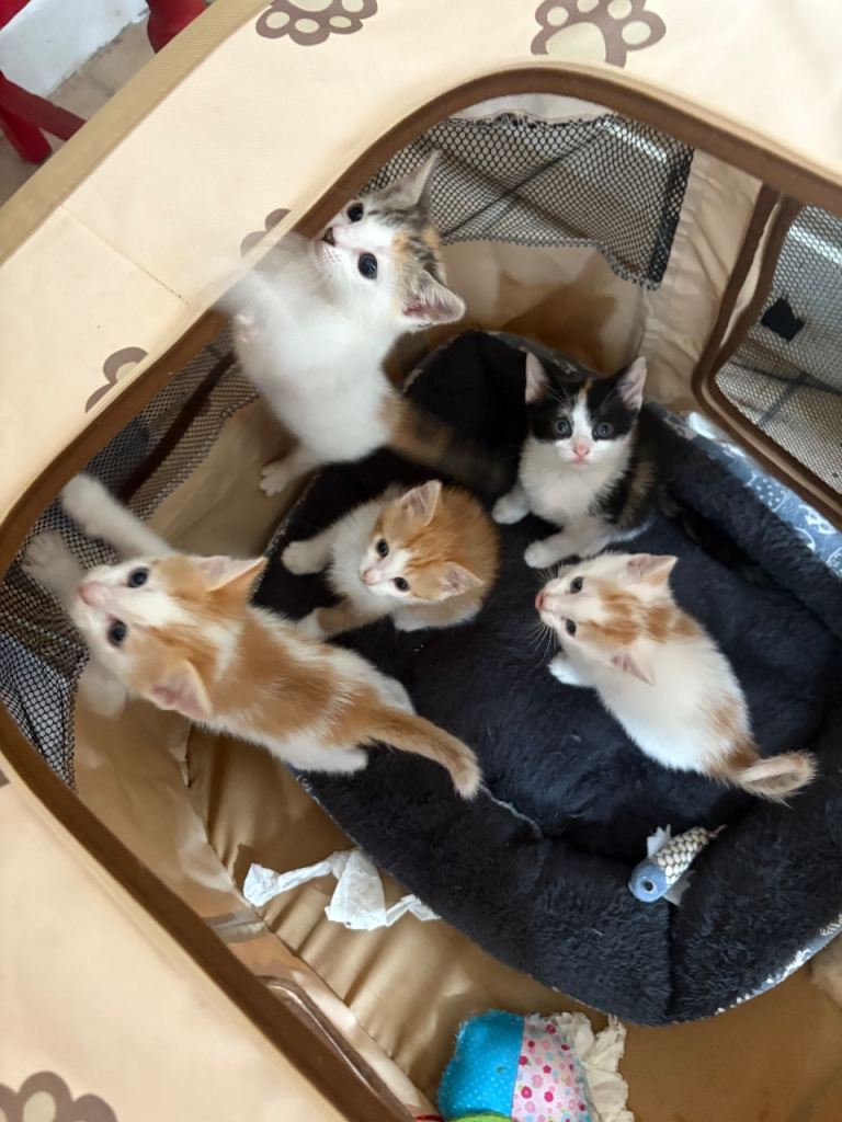 Five beautiful kittens 