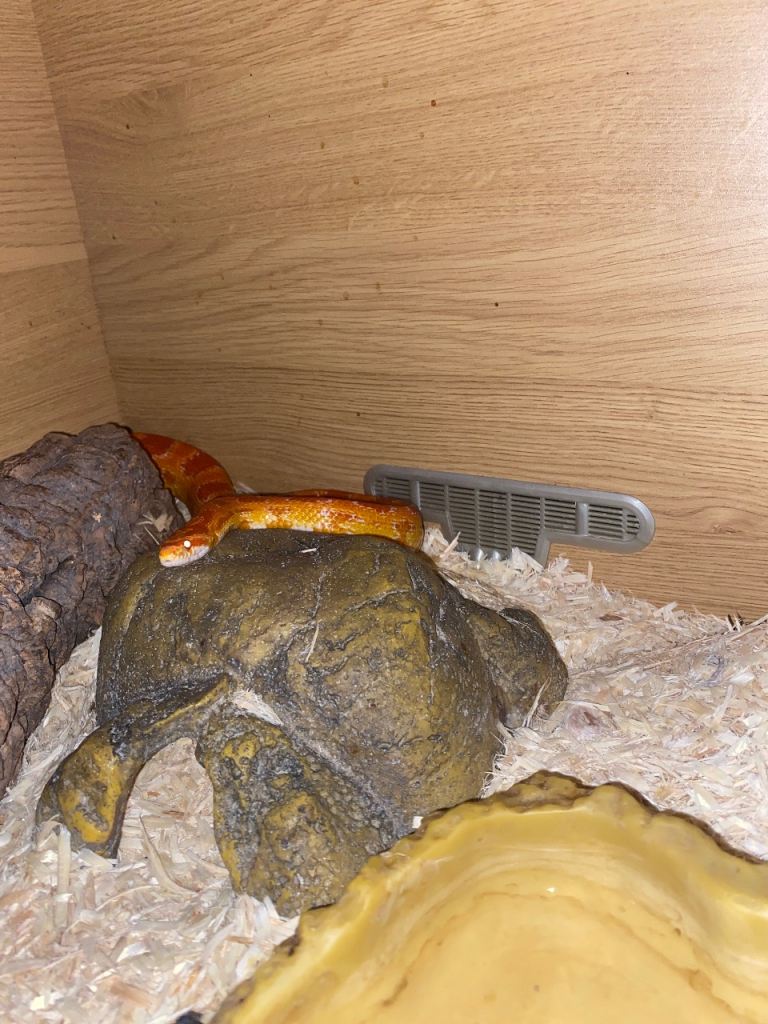 Corn snake for sale