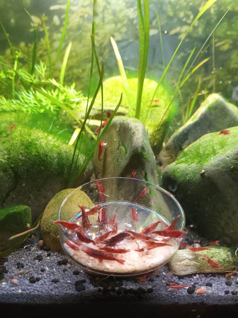 Aquarium Shrimps and snails for sale