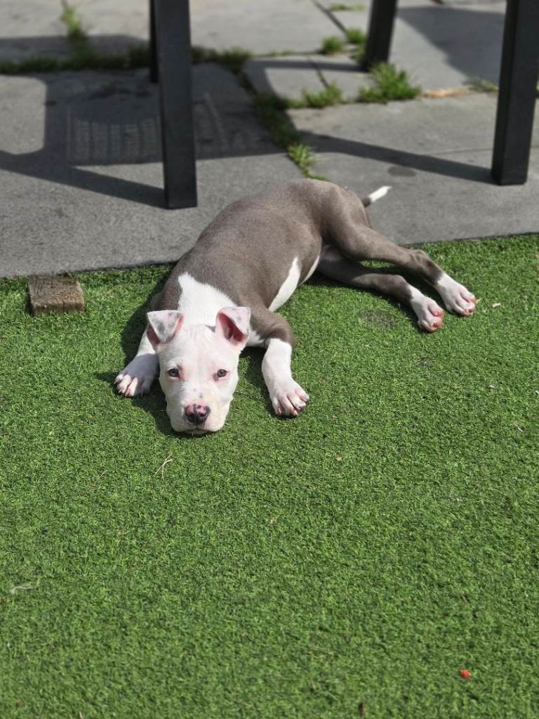 4 month old staffy pup