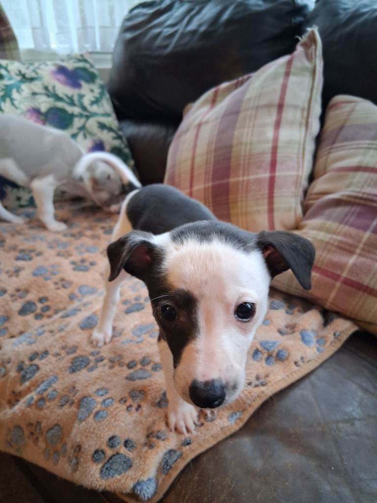 whippet pups for sale 