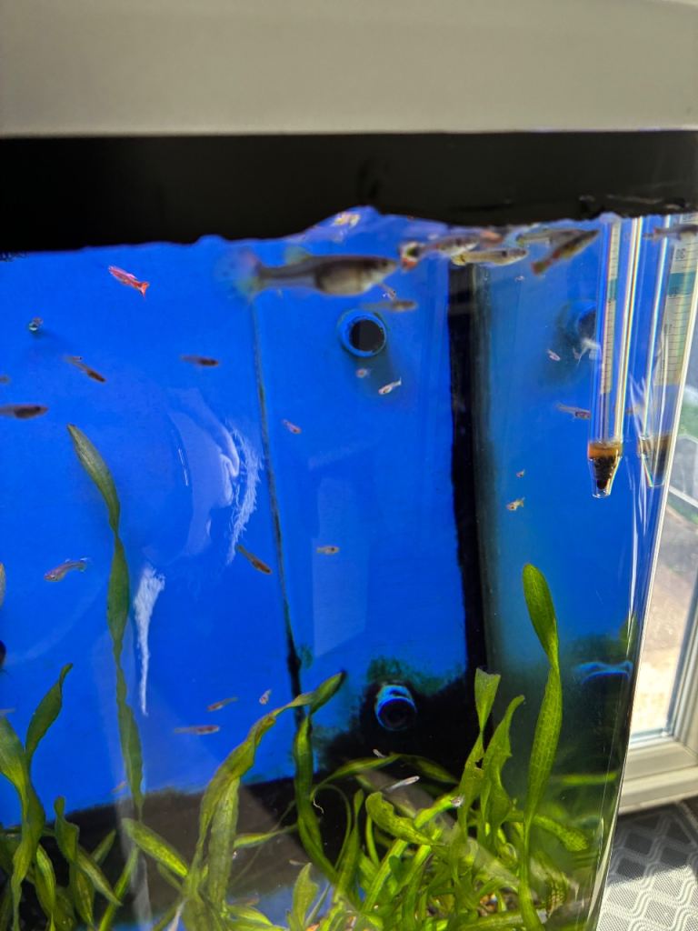 Guppies