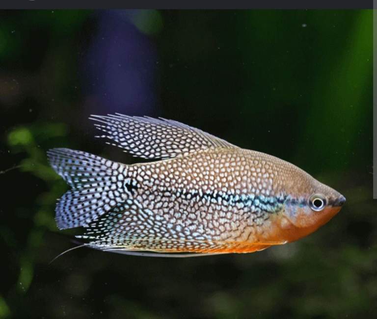 Tropical fish