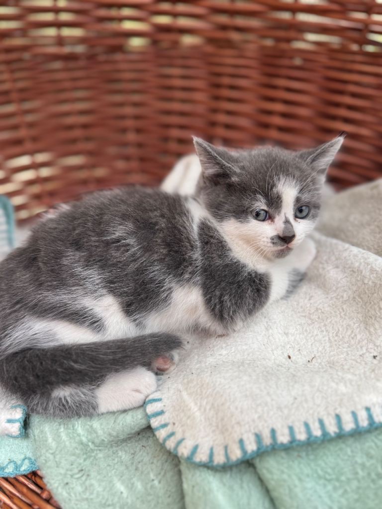 Kittens