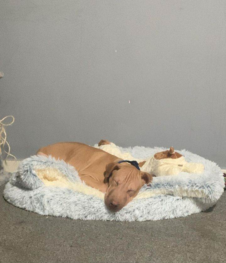 Presa x pup looking for home 