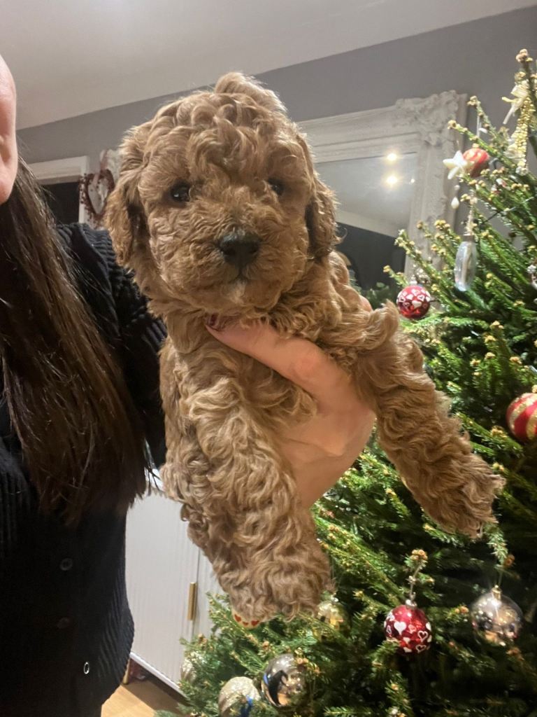 Cockapoo puppies for sale