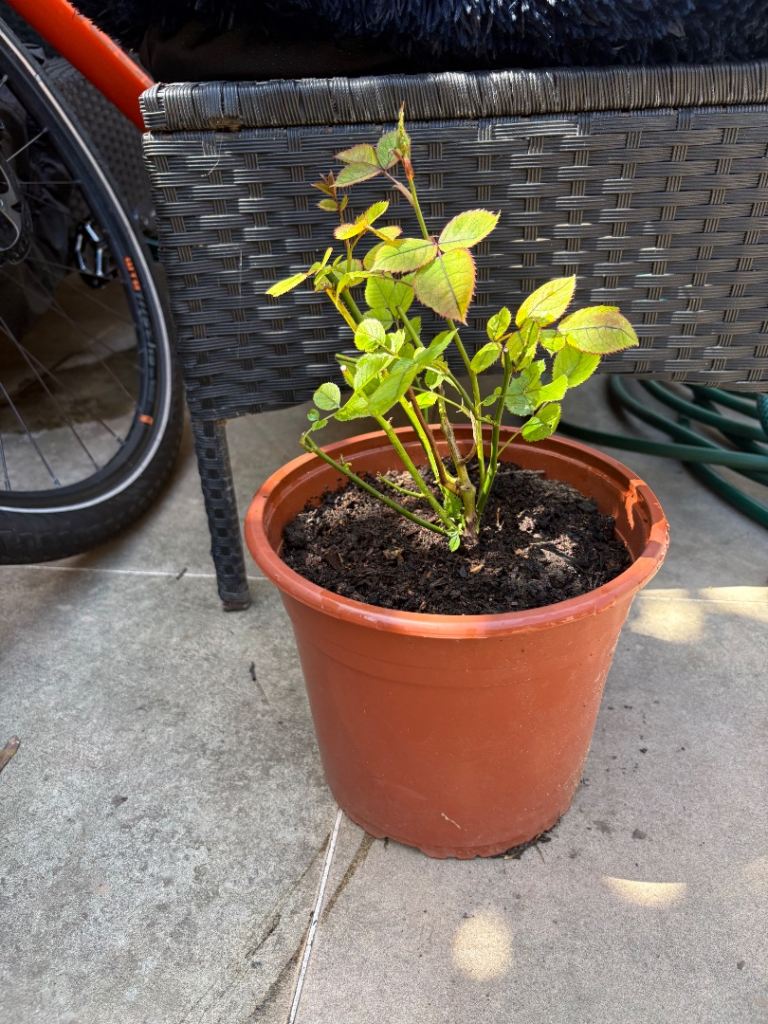 Garden Rose with pink flowers £8. Collect from Fulham