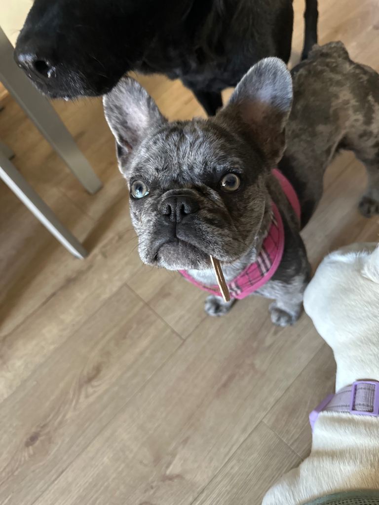 French bulldog
