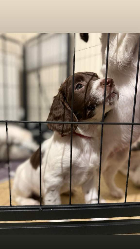 Springer Spaniel Puppies