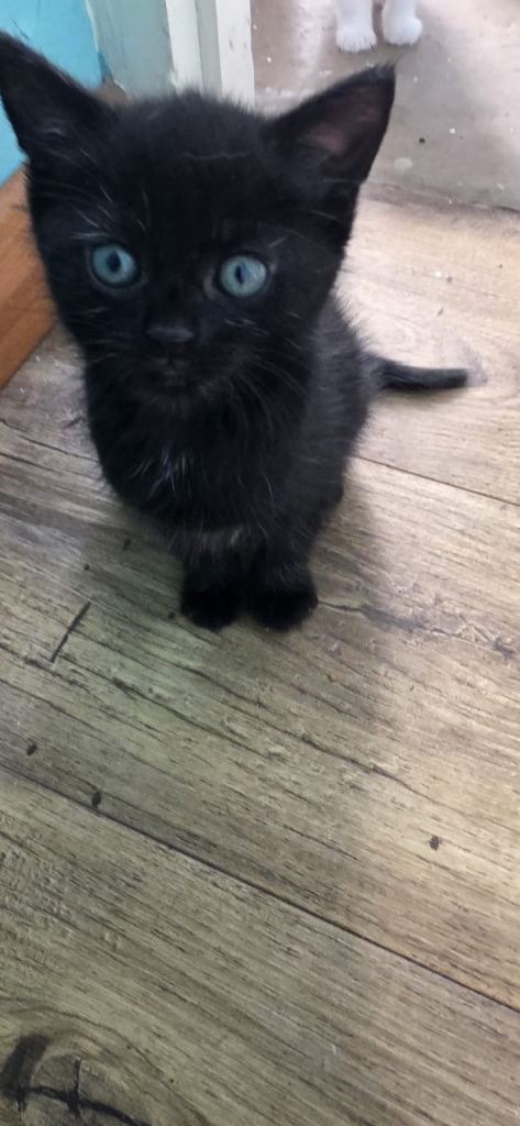 CUTE KITTENS