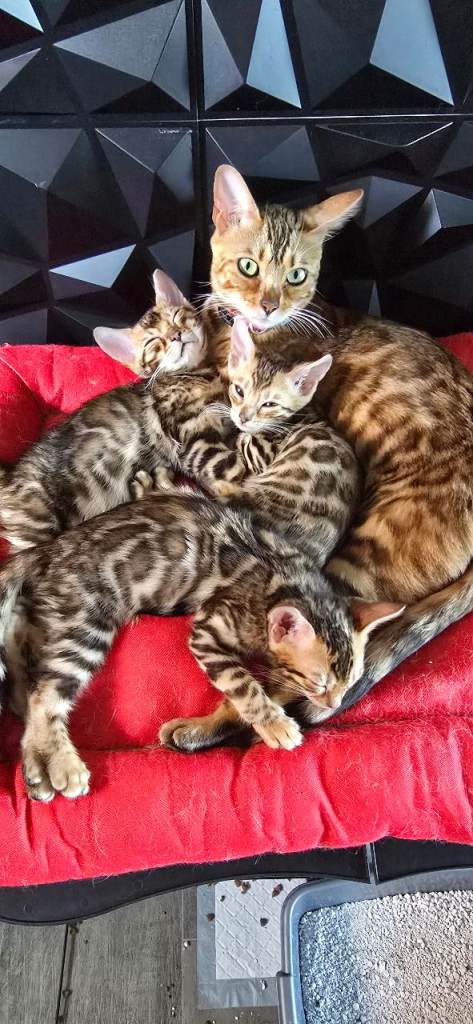 Pure bengal kittens 