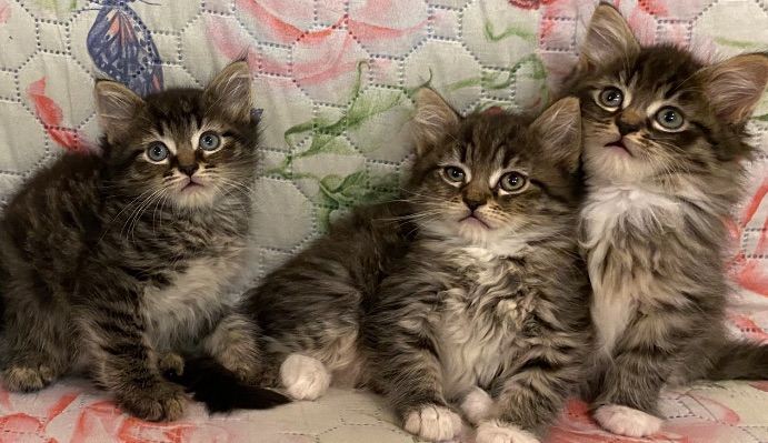 Maine Coon Kittens for Sale