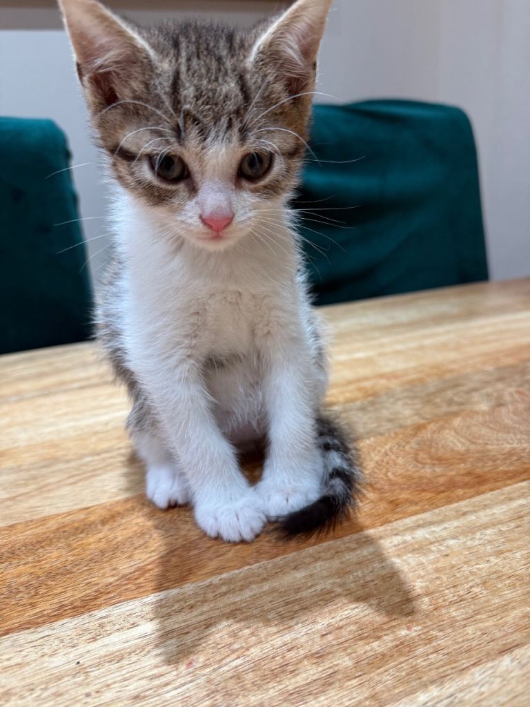 2 month male kitten for sale