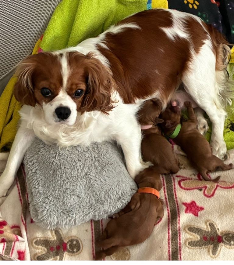 King Charles pups 