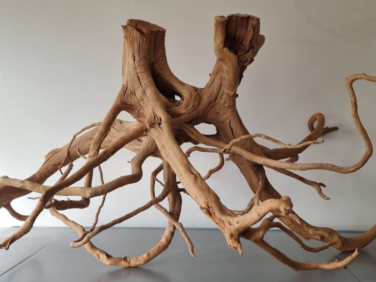 Drift wood Azalea Root New
