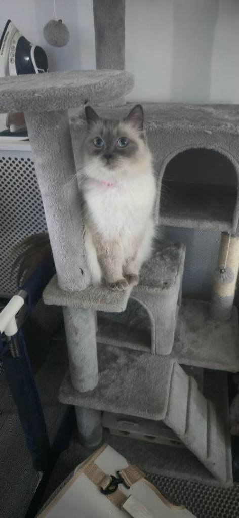 Beautiful RAGDOOL kittens 