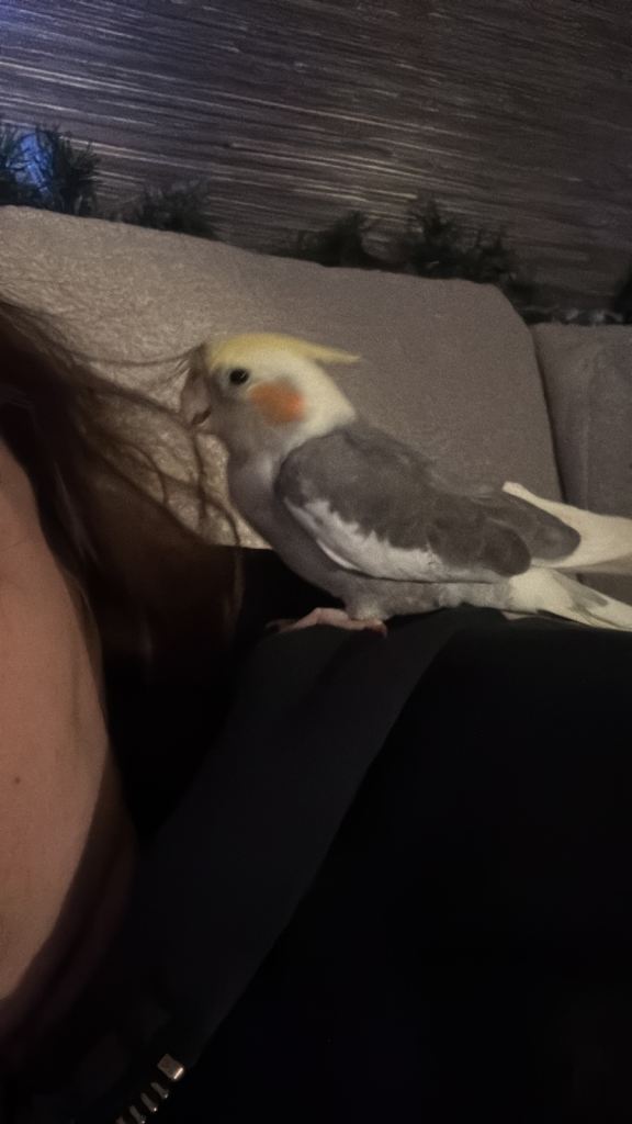 6 months old cockatiel 