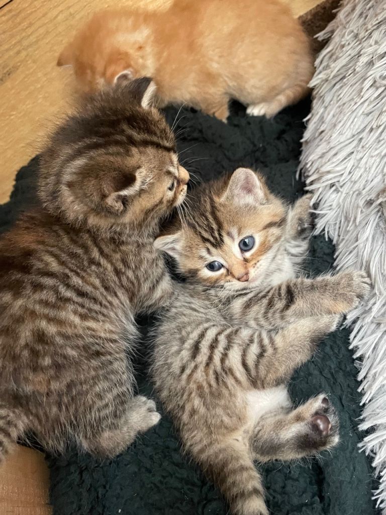 Kittens for sale 