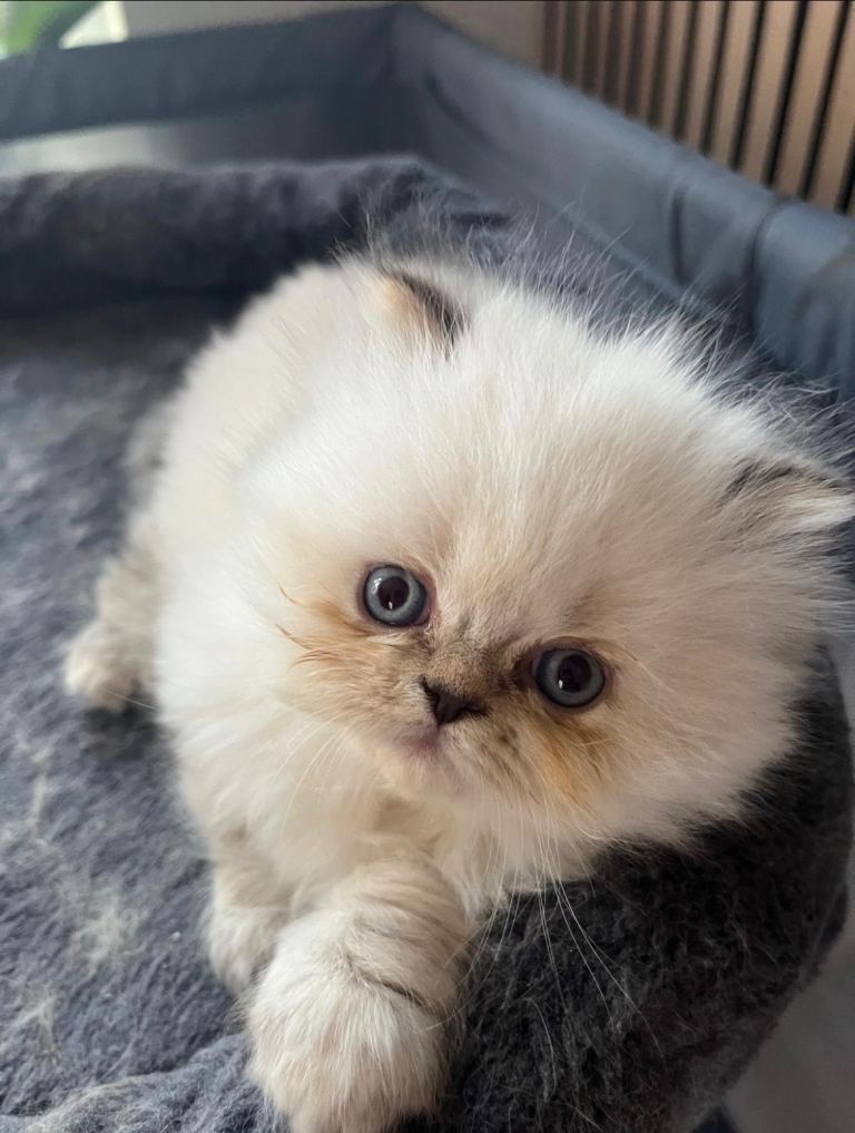 Pure White Female Persian Kitten for Sale 🐾
