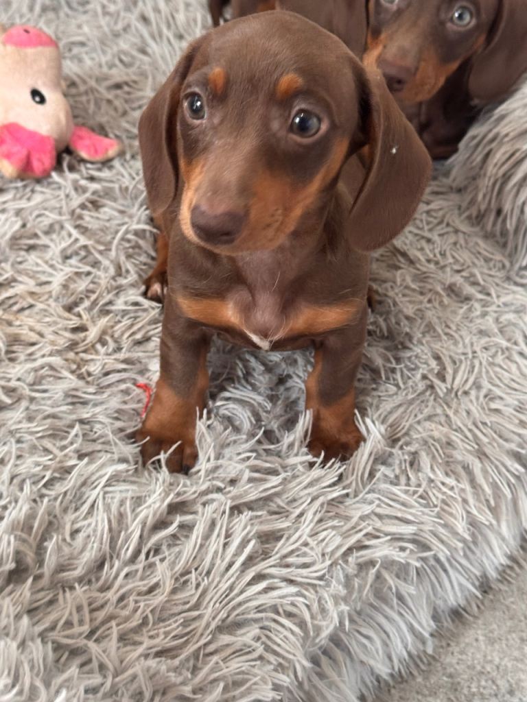 miniature dachshund 
