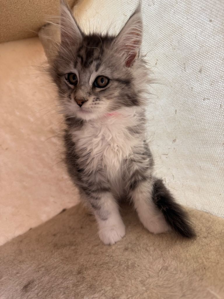 Maine coon kittens 