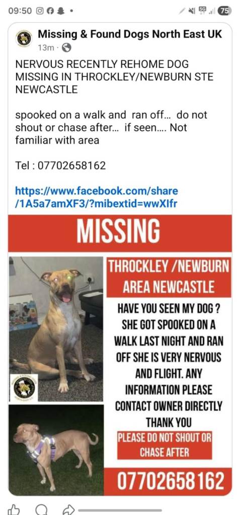 My sons dog went missing 