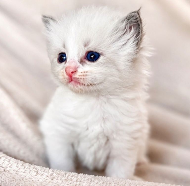 Stunning Ragdoll kittens