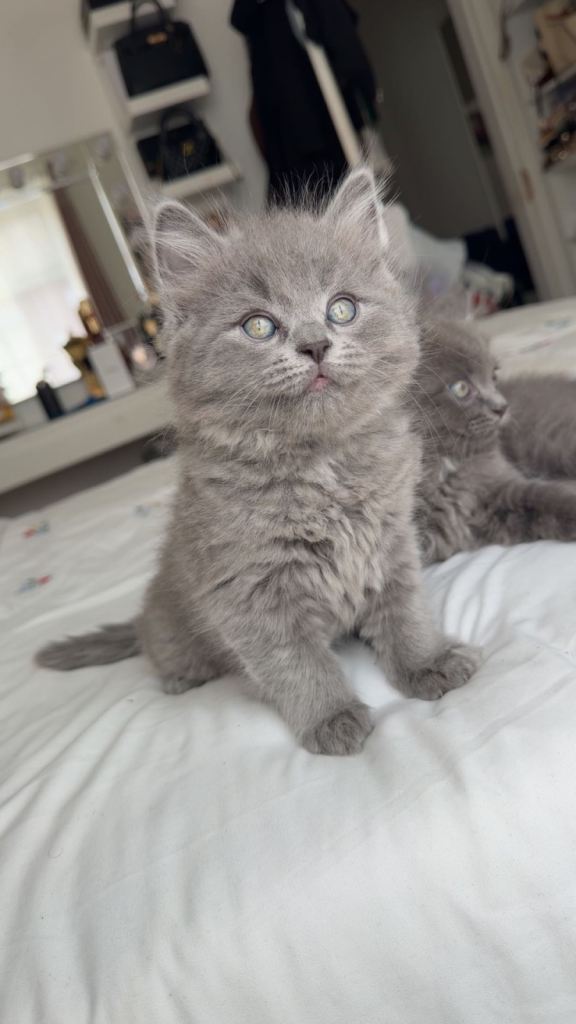 Beautiful Kitten