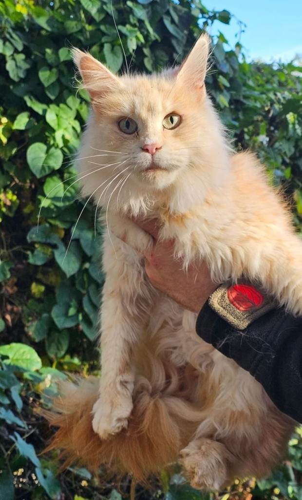 Female pedigree registered Active Tica maine coon 